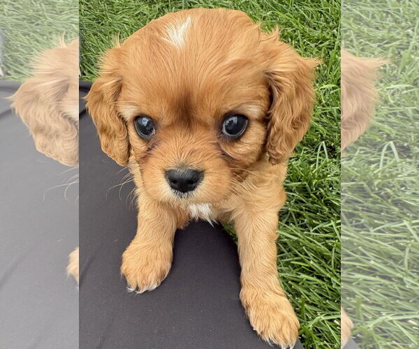 Medium Photo #3 Cavalier King Charles Spaniel Puppy For Sale in Sioux Falls, SD, USA