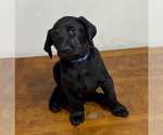 Puppy Baby blue Labrador Retriever