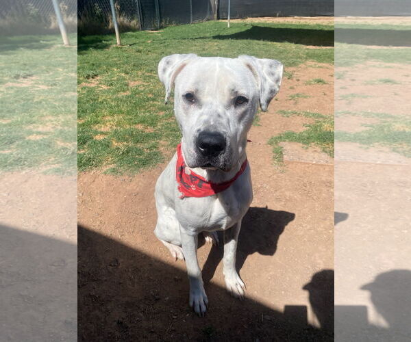 Medium Photo #14 Dalmatian-Labrador Retriever Mix Puppy For Sale in Chandler, AZ, USA