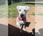 Small #13 Dalmatian-Labrador Retriever Mix