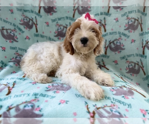 Medium Photo #6 Cock-A-Poo Puppy For Sale in LAKELAND, FL, USA