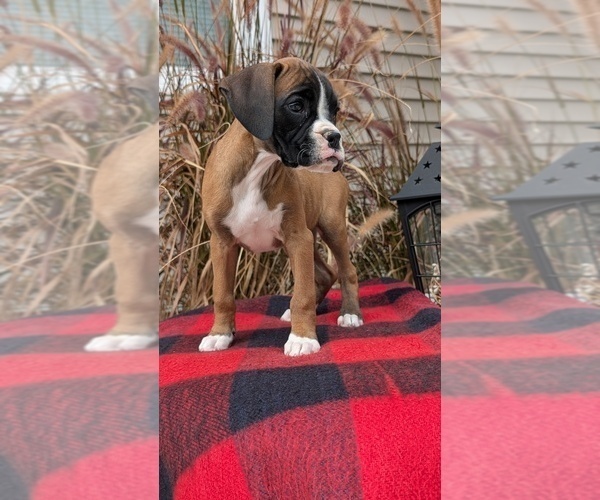 Medium Photo #32 Boxer Puppy For Sale in GOSHEN, IN, USA