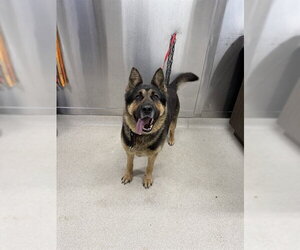German Shepherd Dog Dogs for adoption in Fairbanks, AK, USA