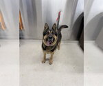 *SLOAN - Female German Shepherd Dog Dog for Adoption - Small photo