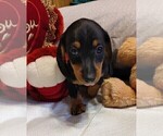 Puppy Puppy 2 Dachshund