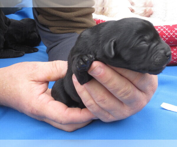 Medium Photo #7 Labrador Retriever Puppy For Sale in ORANGE, MA, USA