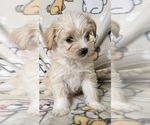 Small Photo #9 Morkie Puppy For Sale in HOLLAND, MI, USA