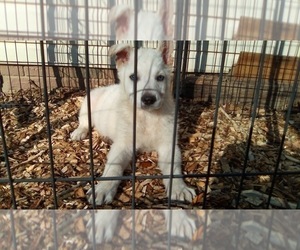 German Shepherd Dog Puppy for sale in FERN CREEK, KY, USA