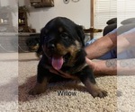 Puppy Puppy 3 WILLOW Rottweiler