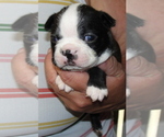 Puppy 1 Boston Terrier