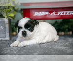 Small Photo #3 Shih Tzu Puppy For Sale in CLARE, MI, USA