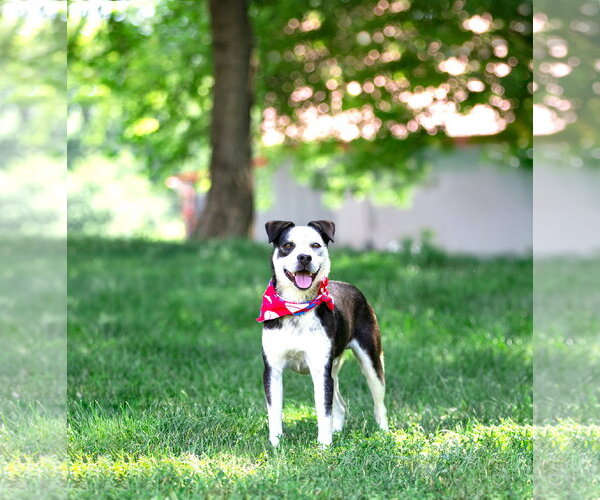 Medium Photo #3 Border Collie-Unknown Mix Puppy For Sale in Unionville, PA, USA
