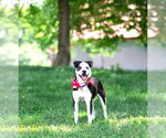 Small #2 Border Collie Mix