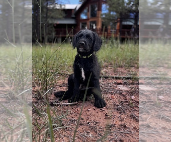 Medium Photo #1 Miniature Labradoodle Puppy For Sale in MESA, AZ, USA