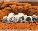 Small Photo #10 French Bulldog Puppy For Sale in TEMPLETON, CA, USA
