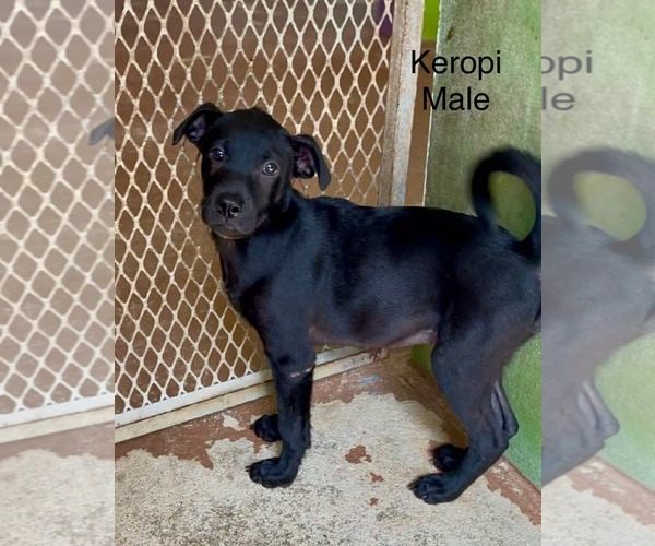 Medium Photo #12 Labrador Retriever-Unknown Mix Puppy For Sale in Virginia Beach, VA, USA