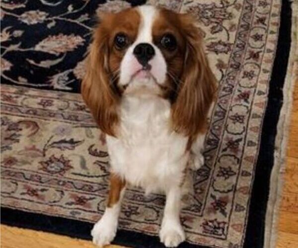 Medium Photo #1 Cavalier King Charles Spaniel Puppy For Sale in LONGVIEW, WA, USA