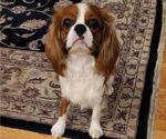 Small Photo #1 Cavalier King Charles Spaniel Puppy For Sale in LONGVIEW, WA, USA
