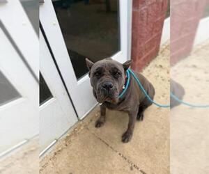 Mutt Dogs for adoption in Forestville, MD, USA