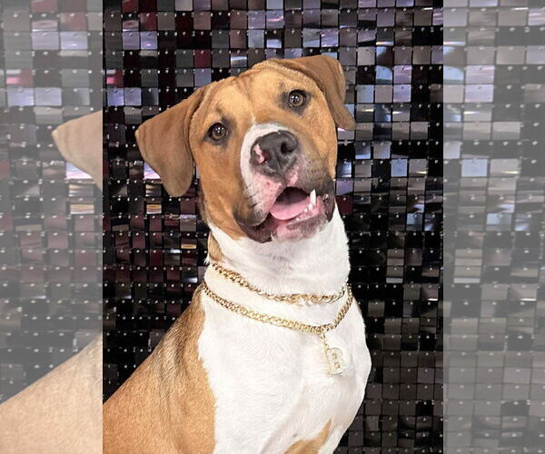 Medium Photo #5 American Pit Bull Terrier-Unknown Mix Puppy For Sale in Germantown, OH, USA