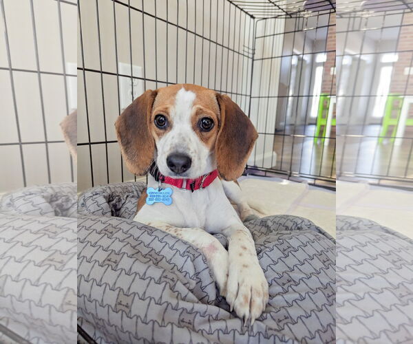 Medium Photo #4 Cheagle Puppy For Sale in Landenberg, PA, USA