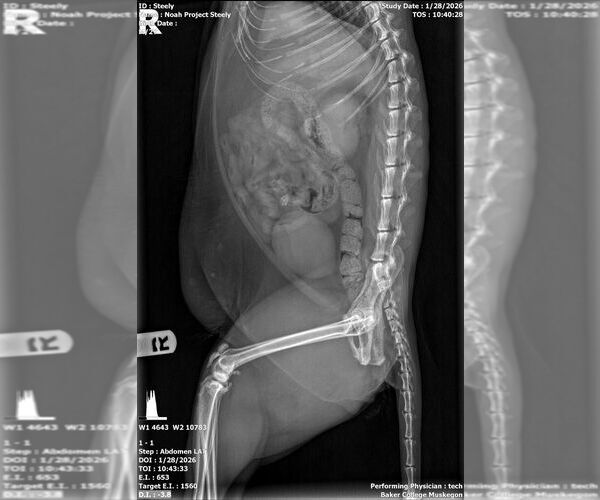 Medium Photo #7 Rottweiler-Unknown Mix Puppy For Sale in Muskegon, MI, USA