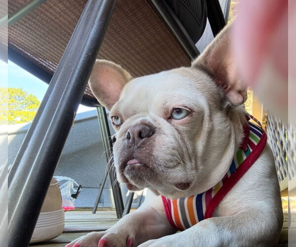 Medium Photo #3 Mutt Puppy For Sale in Dumont, NJ, USA