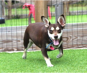 Chiweenie Dogs for adoption in Chestertown, MD, USA