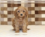Small #2 Cavapoo (Miniature)
