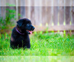 Puppy Peaches German Shepherd Dog