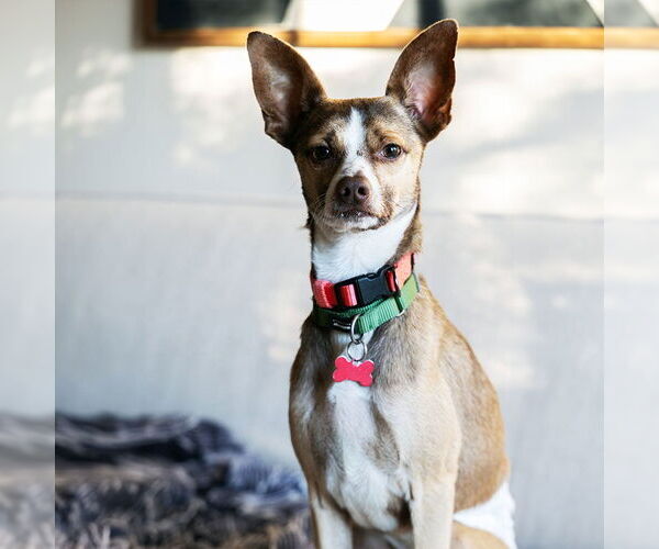 Medium Photo #8 Rat-Cha Puppy For Sale in Atlanta, GA, USA