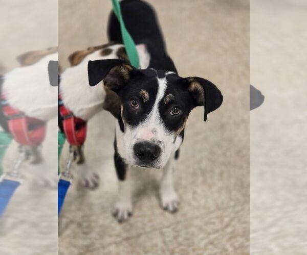 Medium Photo #2 Mutt Puppy For Sale in Minneapolis, MN, USA