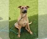 Small #2 Black Mouth Cur