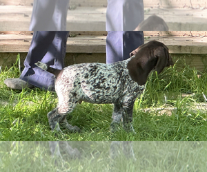 German Shorthaired Pointer Puppy for Sale in WALLER, Texas USA