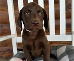 Puppy Tessi Labrador Retriever