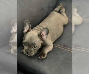 French Bulldog Puppy for sale in WOODSTOCK, GA, USA