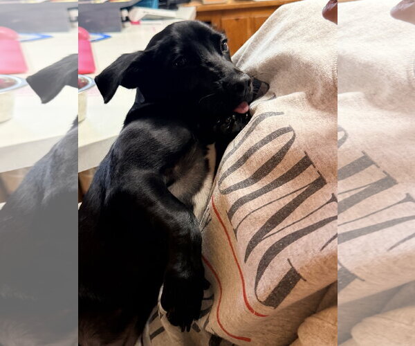 Medium Photo #3 Dachshund-Unknown Mix Puppy For Sale in Raleigh, NC, USA