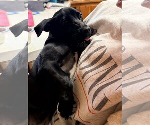 Alex - Male Dachshund-Unknown Mix Dog for Adoption - Photo #3
