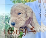 Puppy Boy 3 Goldendoodle