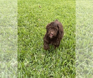 Poodle (Standard) Puppy for sale in THE VILLAGES, FL, USA