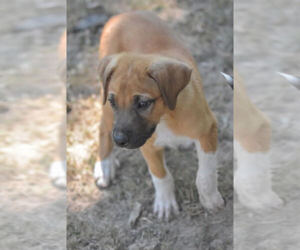 Medium Photo #3 Mutt Puppy For Sale in Boston, MA, USA