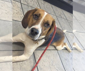 Benji III - Male Beagle Dog for Adoption - Photo #4