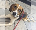 Small Photo #4 Beagle Puppy For Sale in Dunnellon, FL, USA