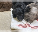 Small Photo #2 F2 Aussiedoodle Puppy For Sale in BUSH, LA, USA