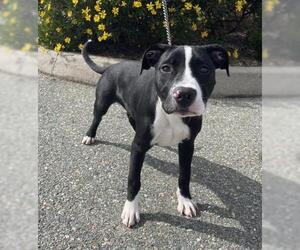 Mutt Dogs for adoption in Jackson, CA, USA