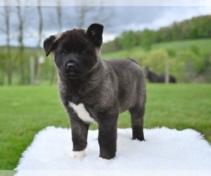 Akita Puppy for sale in MILLERSBURG, OH, USA