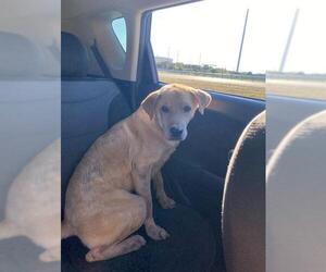 Labrador Retriever Dogs for adoption in San Antonio, TX, USA