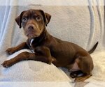 Small Photo #3 Labrador Retriever-Unknown Mix Puppy For Sale in Omaha, NE, USA