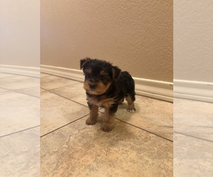 Medium Yorkshire Terrier