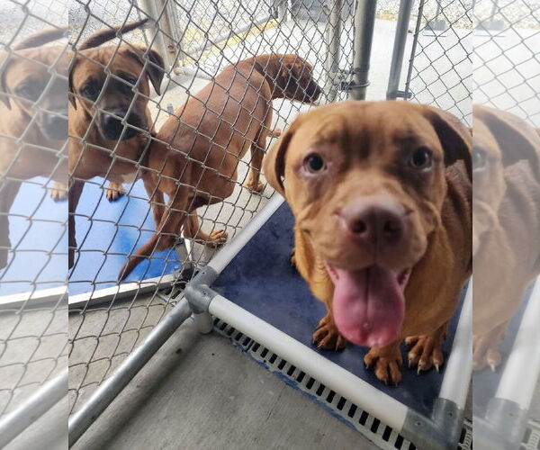 Medium Photo #8 Boxweiler Puppy For Sale in Pottstown, PA, USA